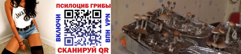 Купить где  Рудня  Псилоцибиновые грибы Psilocybe 